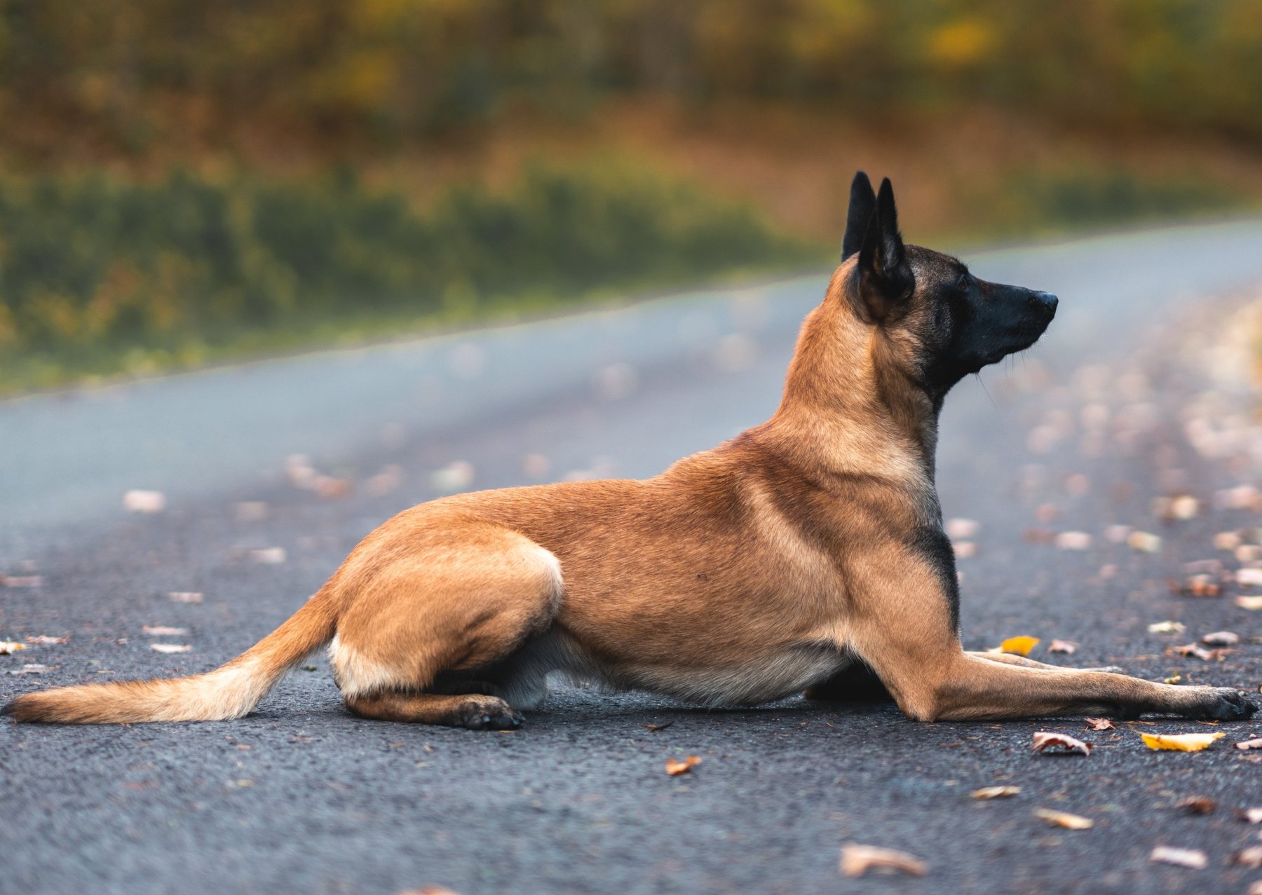 Malinois auf einem Weg im Herbst
