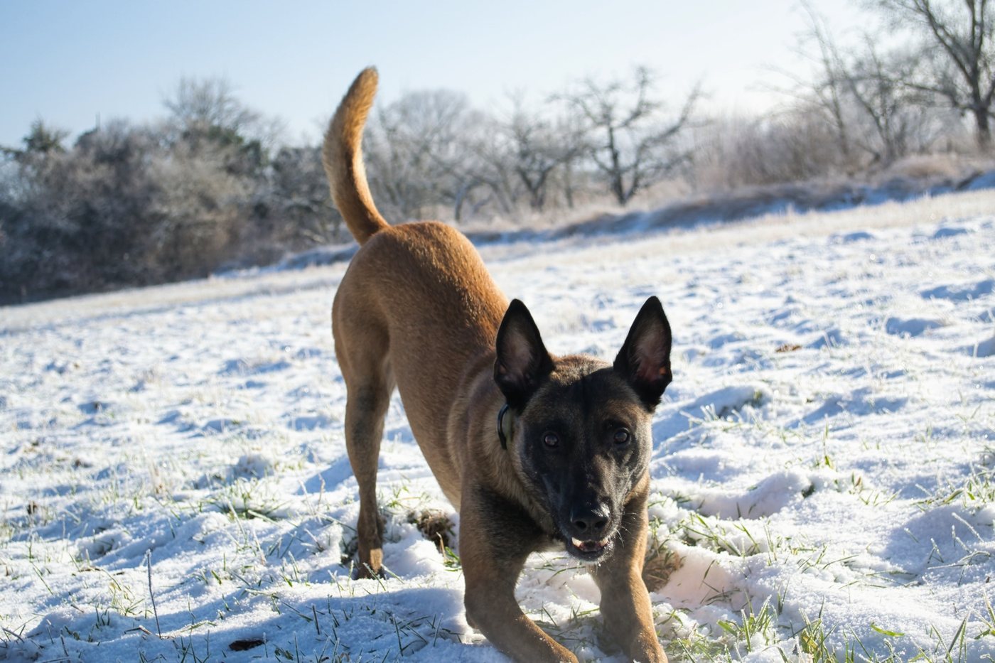 Aufmerksamer Malinois im Training