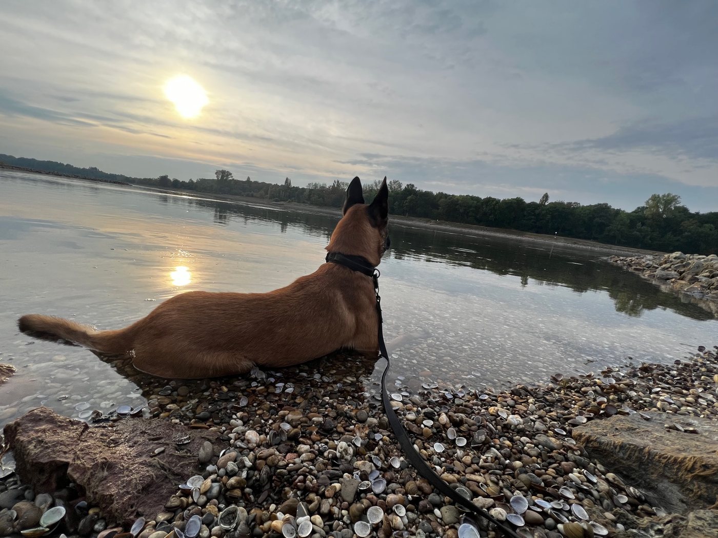 Malinois im Winter